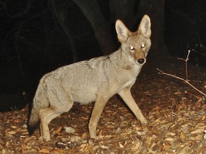 coyote tail young color tipped fur brown edgewood trap greyish dorsal captures note camera