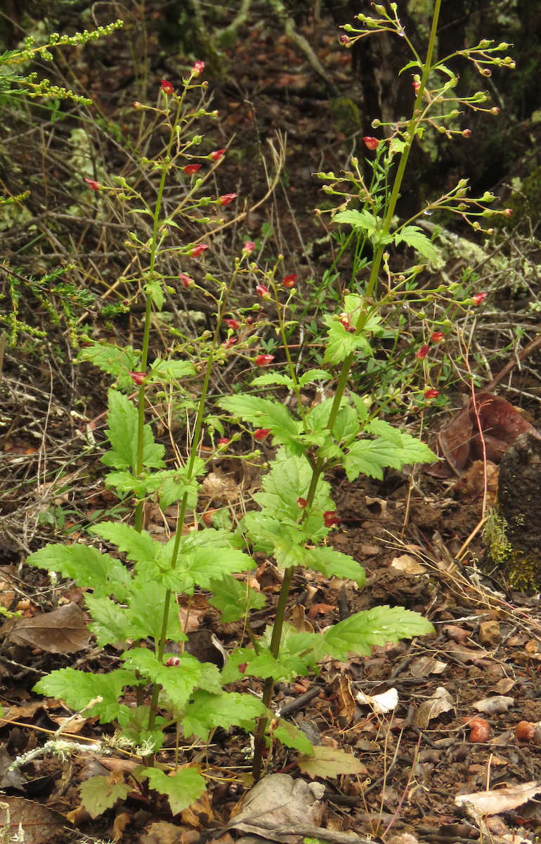 Bee Plant :