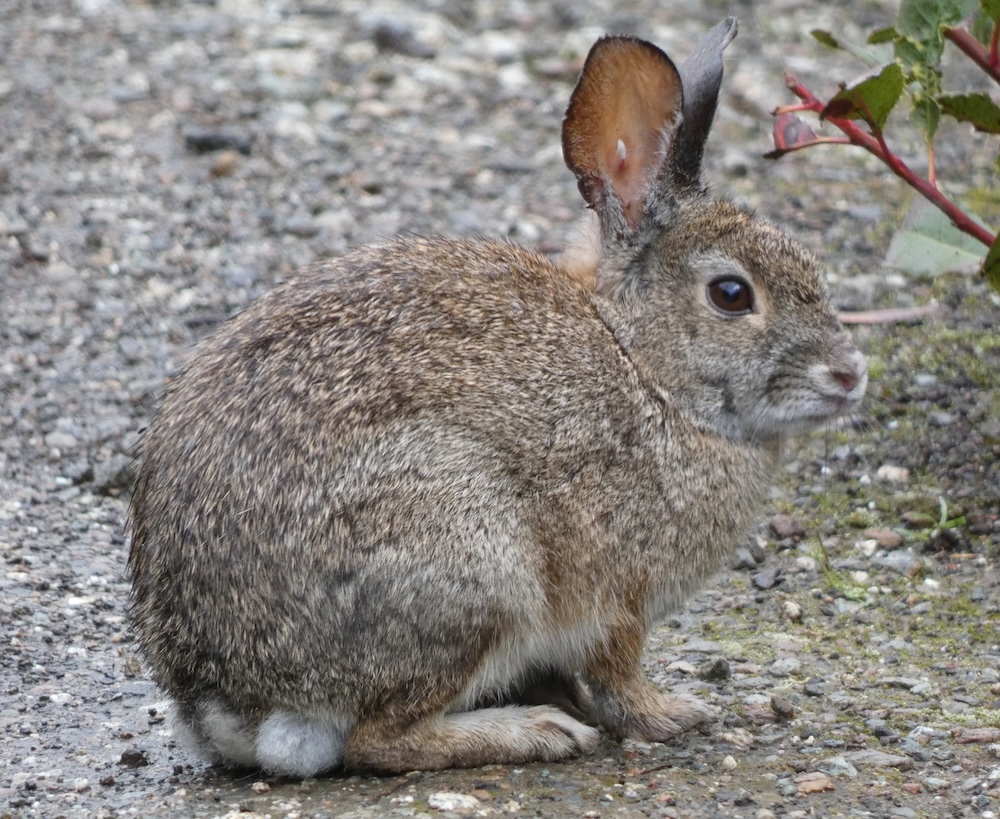 Brush Rabbit