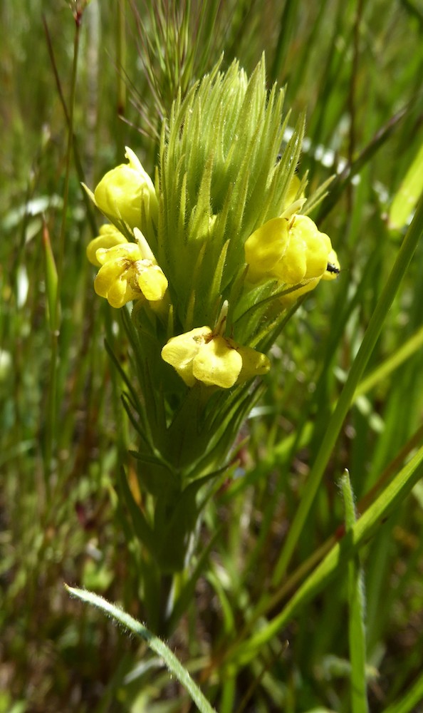 yellow-cream-sacs