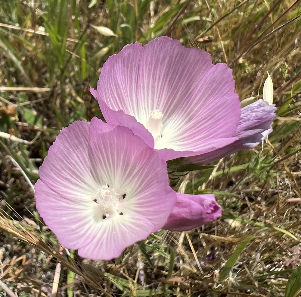 flowerflower 様　確認用 fringed-checker-bloom_akim.jpg
