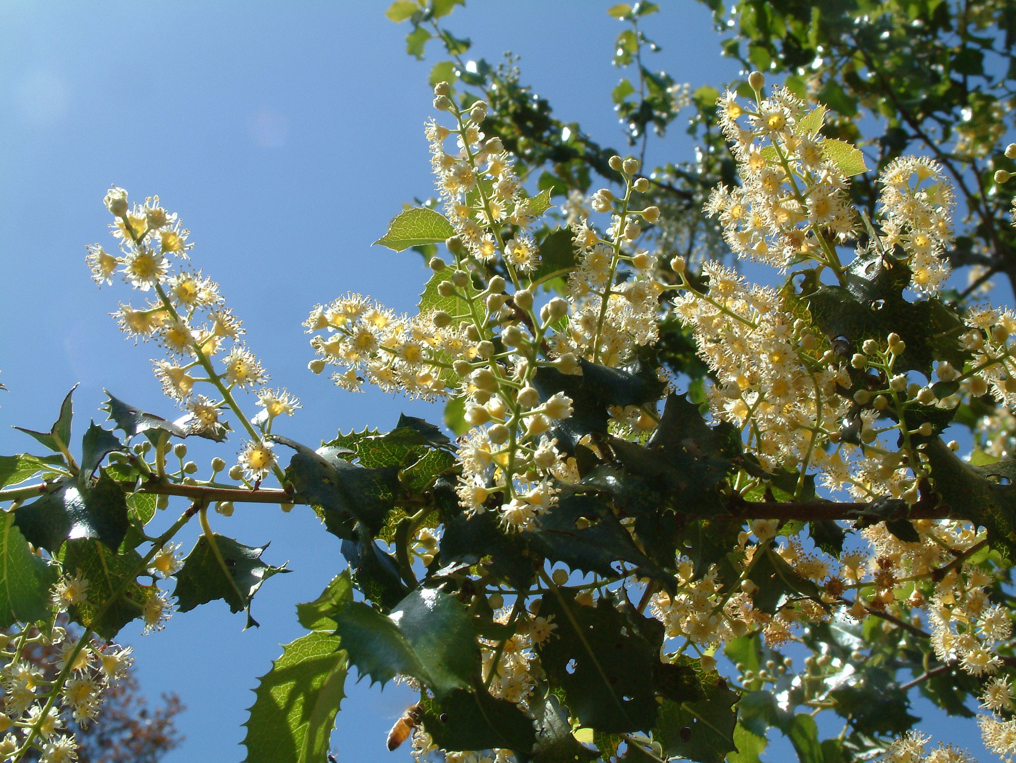 holly-leaved-cherry