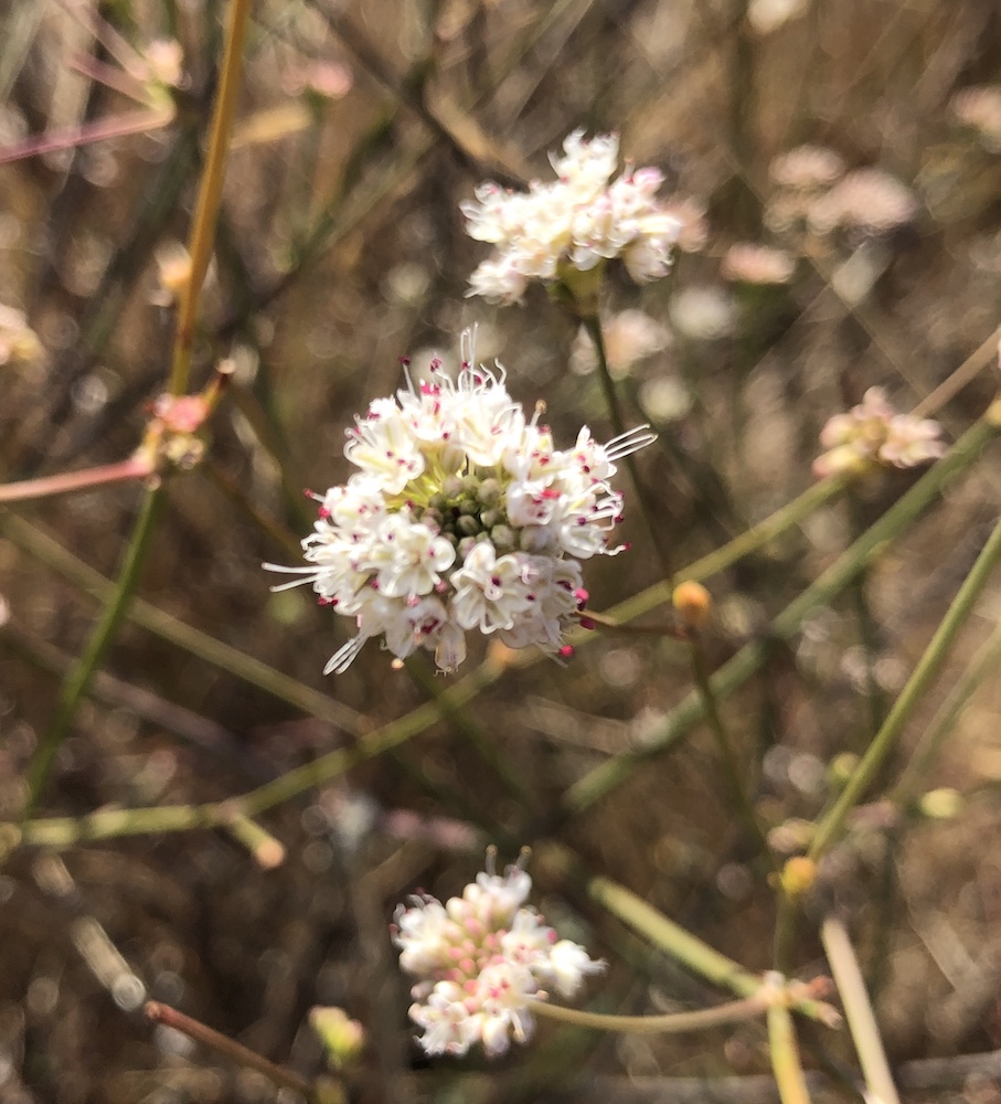 Naked Stemmed Buckwheat