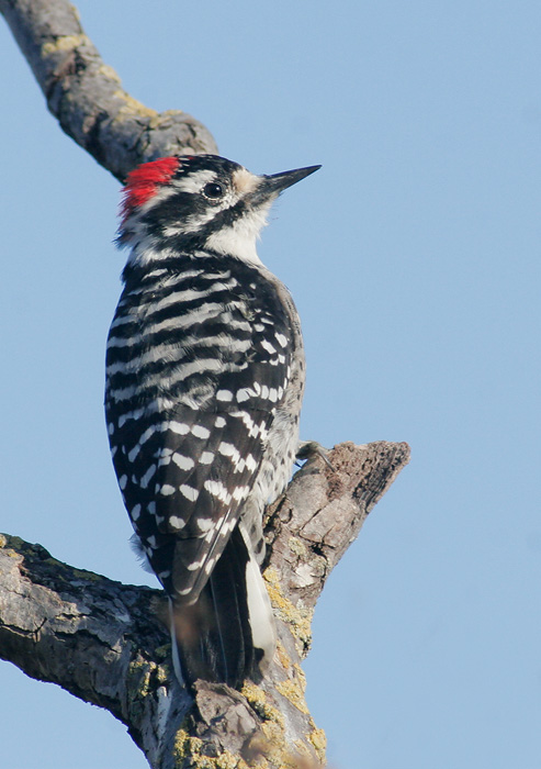 Nuttall's Woodpecker