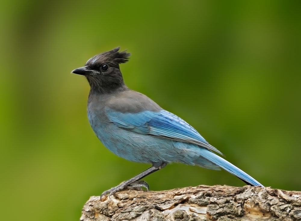 Steller's Jay 